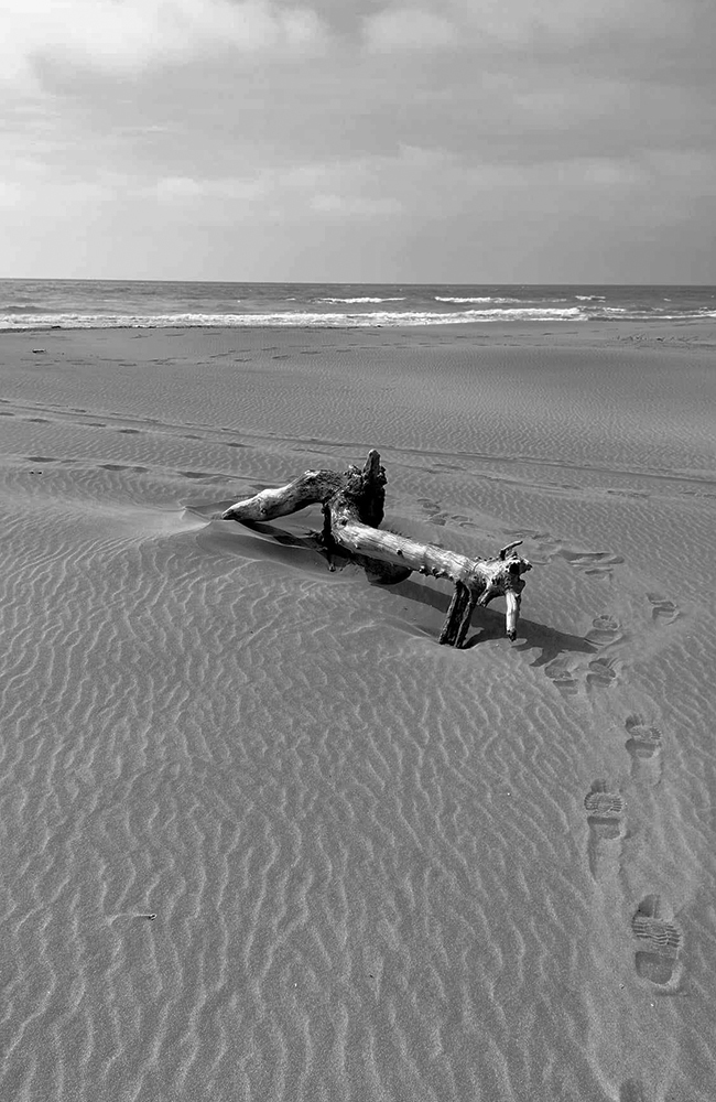 Bois flotté sur plage déserte